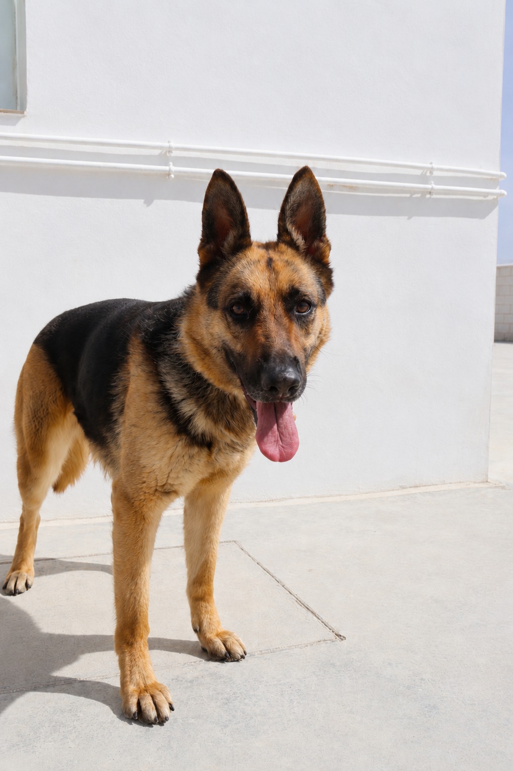 Cora